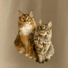 Kočky vectorizované  (Moňas)