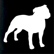 Americký stafordširský teriér  Na prsu