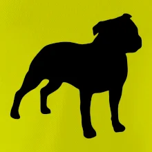 Americký stafordširský teriér  Na prsu