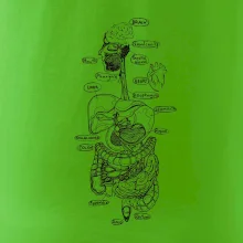 Skica lidských orgánů