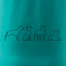 Americký stafordširský teriér v různých pozicích