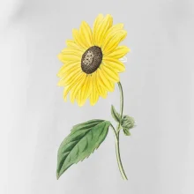 Slunečnice otočená