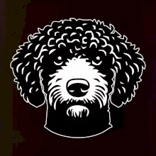 Lagotto romagnolo hlava na prsu