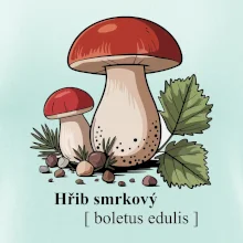 Hřib smrkový - Boletus edulis kreslený