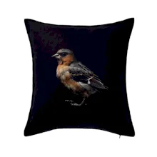 Pěnkava obecná černá fotka