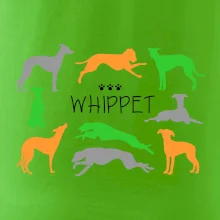 Whippet barevný