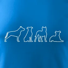 Americký stafordširský teriér v různých pozicích