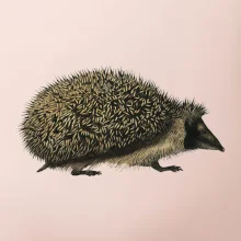 Ježek kresba