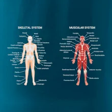 Skelet and Moscular system