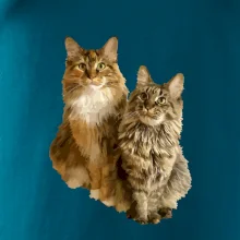 Kočky vectorizované  (Moňas)