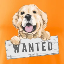 Zlatý retriever - štěně wanted