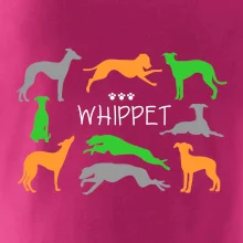 Whippet barevný