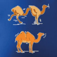 Pravda o velbloudech