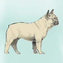 Vintage French bulldog