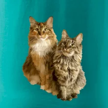 Kočky vectorizované  (Moňas)