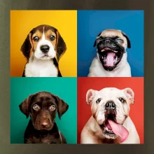 Psi štěňata koláž