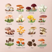 Atlas hub - triko s houbami