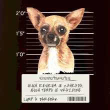 Lump a darebák čivava