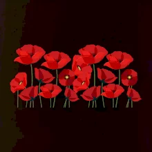 Vlčí mák v řadě