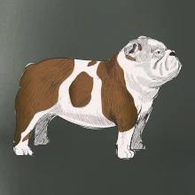 Vintage English bulldog