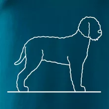 Lagotto romagnolo stojící