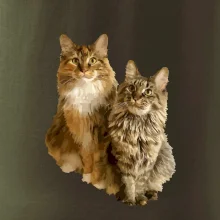 Kočky vectorizované  (Moňas)