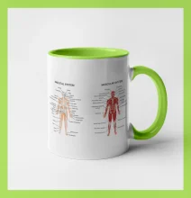 Skelet and Moscular system