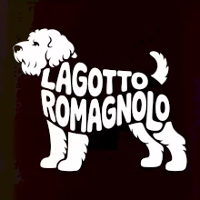 Lagotto romagnolo nápis v těle