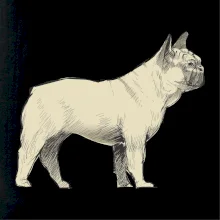 Vintage French bulldog