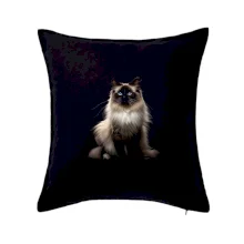 Kočka Ragdoll ze předu černá fotka