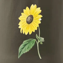 Slunečnice otočená