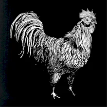 Kohout kreslený černobílý