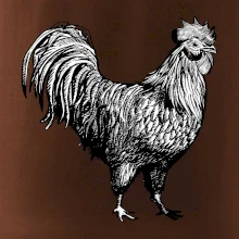 Kohout kreslený černobílý