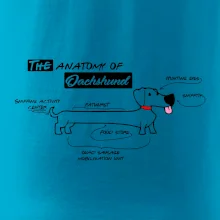 Jezevčík - Anatomie