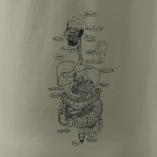 Skica lidských orgánů