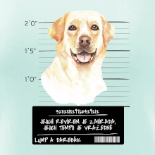 Lump a darebák labrador