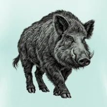 zvířata Beskyd - prase divoké