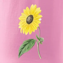 Slunečnice otočená