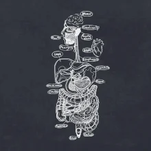 Skica lidských orgánů