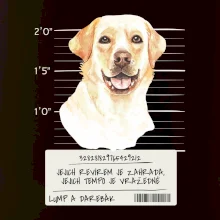 Lump a darebák labrador
