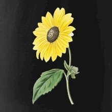 Slunečnice otočená