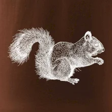 Veverka kresba