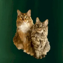 Kočky vectorizované  (Moňas)