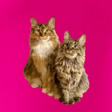 Kočky vectorizované  (Moňas)