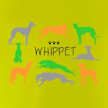Whippet barevný
