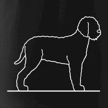 Lagotto romagnolo stojící