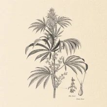 Konopí kytka černobílá