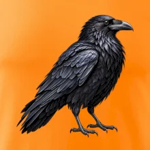 Zvířata Jizerských hor- Krkavec velký