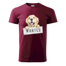 Zlatý retriever - štěně wanted