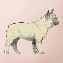 Vintage French bulldog